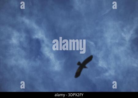 Silhouette of a bird soaring high against a dramatic blue sky filled with textured clouds, creating a minimalistic and moody nature scene. Stock Photo