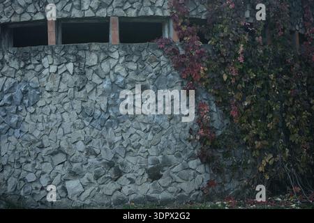 An old stone wall with narrow rectangular windows partially covered by climbing ivy with autumn-colored leaves, creating a moody Stock Photo