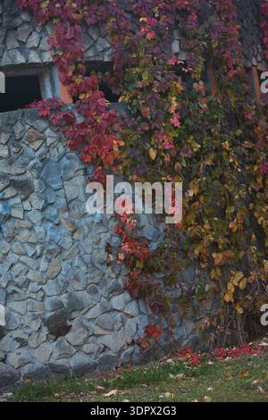 An old stone wall with narrow rectangular windows partially covered by climbing ivy with autumn-colored leaves, creating a moody Stock Photo