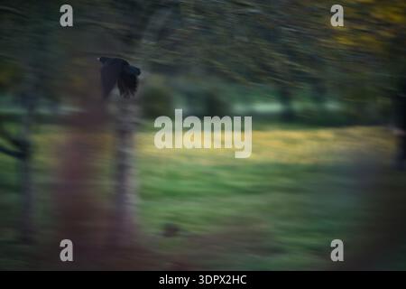 A dark crow flying through a park captured with intentional motion blur, creating a sense of speed and mystery against a soft green and yellow autumn Stock Photo