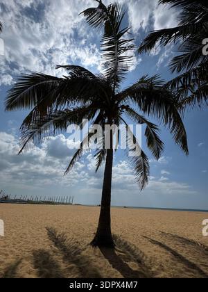 Digital detox beach day and solo travel tropical minimalism Single coconut palm on empty sandy beach under dramatic clouds, tropical minimalism travel Stock Photo