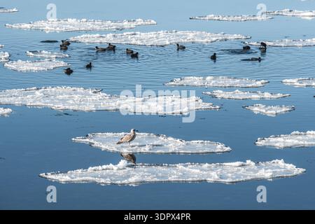 Calm winter sea dotted with floating ice floes and a group of seabirds resting on the icy surface under a pale sky Stock Photo