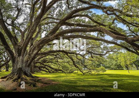 Ancient live oak with a massive trunk and sprawling, moss-covered branches forming a shaded, tranquil canopy over sunlit grass in a peaceful park or h Stock Photo