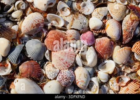 Colorful sea shells on a beach Stock Photo