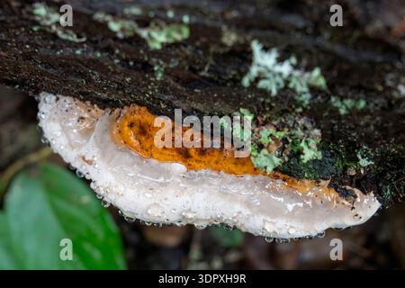 Issaquah, Washington, USA. Red-belt Conk (Fomitopsis pinicola) polypores growing on a fallen log. Stock Photo