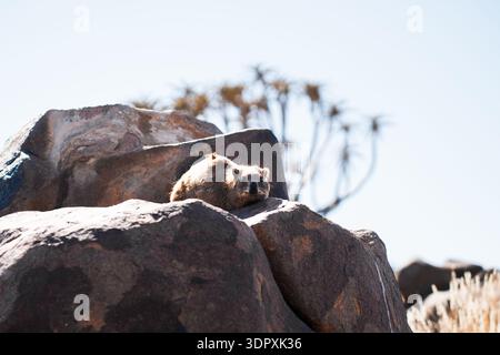 A rock hyrax enjoys the warm sun atop rugged rocks in the Kalahari Desert. The arid landscape and distant flora evoke the wild beauty of Africa's remo Stock Photo
