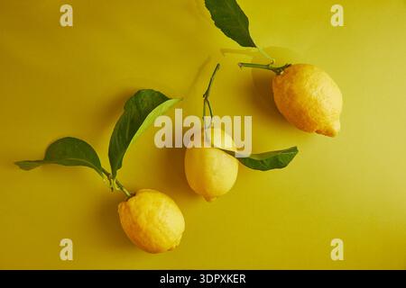 Three fresh lemons with vibrant green leaves are arranged artistically against a bright, monochrome yellow background, capturing the essence of citrus Stock Photo