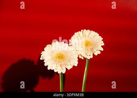 Two elegant white gerbera daisies with water droplets are set against a bold red background, highlighting their delicate petals and creating a strikin Stock Photo