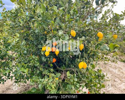 Oranges and Lemons on the same tree Stock Photo