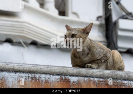 Short-haired tabby cat resting on a rooftop in an urban area, photographed in natural light with soft architectural background. Stock Photo
