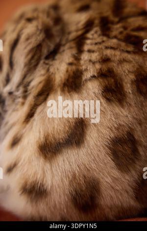 The short coat features clear rosettes and soft coloration. Image shows fur only. Stock Photo
