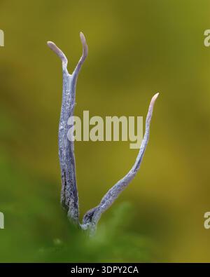 Candlesnuff Fungus (Xylaria hypoxylon) growing from moss on tree stump Stock Photo