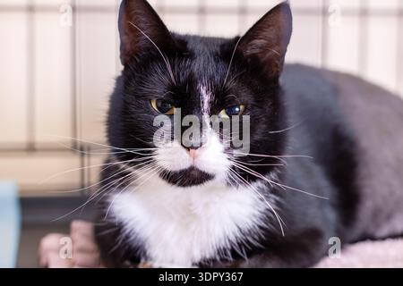 Black tuxedo cat resting inside cage, soft white chest, expressive eyes and long whiskers, cozy blanket under chin, Stock Photo