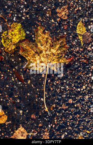 Wet asphalt maple leaf resting on raindark pavement, glistening droplets highlighting yellow veins, gritty gravel Stock Photo