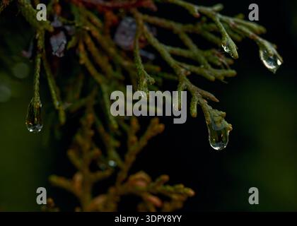 Icicles on Green Thuja Branch Close Up Stock Photo