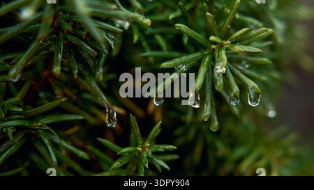 Icy Texture on Green Conifer Close View Stock Photo
