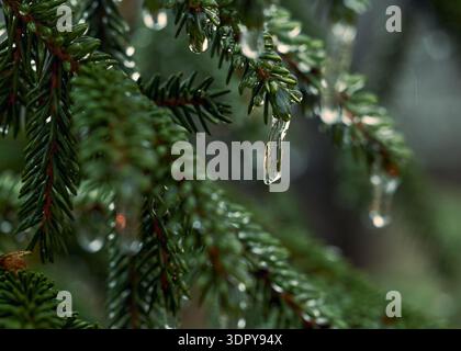 Winter Frost and Icicles on Green Conifer Stock Photo