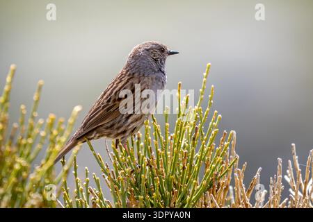 Iberian dunnock (Prunella modularis mabbotti / Motacilla modularis ) perched in bush in spring, Spain Stock Photo