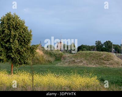 Weesp, Netherlands - June 2025: Historic windmills rise above a vibrant field of yellow flowers and green landscape under a soft blue sky. Stock Photo