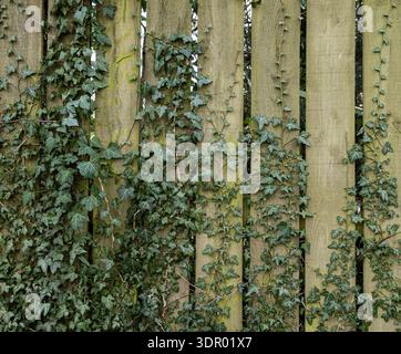 Painted wooden planks softened by trailing vines and leafy greenery. Stock Photo