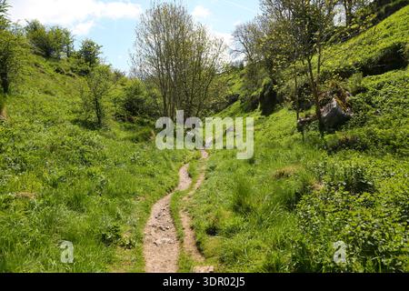 A narrow dirt footpath winds uphill through a steep-sided green valley with lush grass and scattered trees in the Peak District, Derbyshire. The path Stock Photo