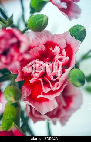 A beautiful bouquet of fresh pink and white carnations arranged in a clear glass vase with visible green stems against a clean white background, perfe Stock Photo