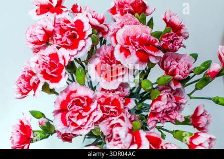 A vibrant bouquet of fresh pink and red variegated carnations with green stems and buds arranged against a clean, light background Stock Photo