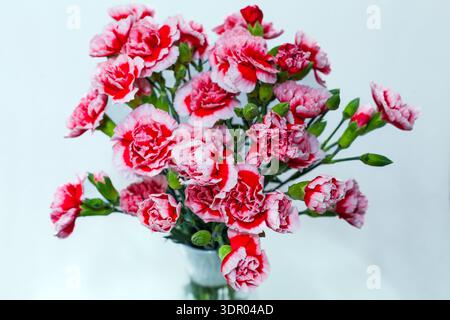 A vibrant bouquet of fresh pink and red variegated carnations with green stems and buds arranged against a clean, light background Stock Photo