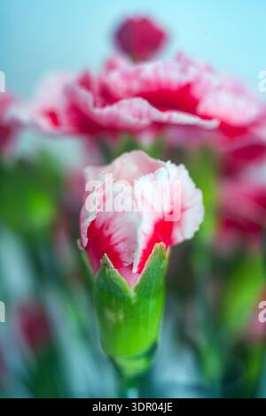 Macro shot of a pink and white variegated carnation bud with green calyx, featuring soft blurred flowers against a light blue background with shallow Stock Photo