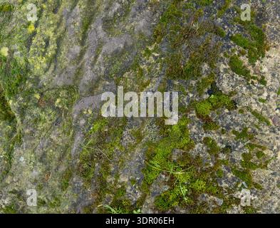 Detailed natural stone surface with spreading moss and mineral staining forming an irregular rustic pattern. Stock Photo