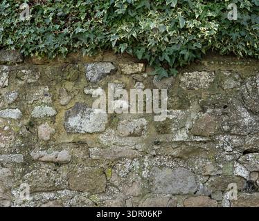 Traditional masonry backdrop featuring creeping vines and organic greenery. Stock Photo