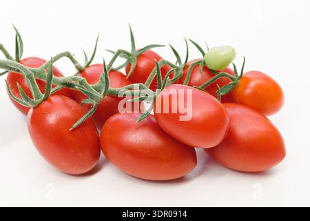 Vibrant bunch of ripe red cherry tomatoes on a green vine with one unripe green tomato. Fresh organic produce. Isolated on white background. Stock Photo