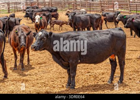 A corral of Black Angus Cattle on a working ranch in rural Utah. Stock Photo