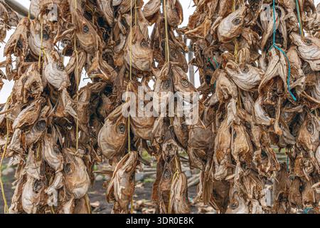 Codfish heads hang on outdoor drying racks in Ólafsfjörður, a fishing town on Iceland’s northern coast, illustrating a traditional method of preservin Stock Photo