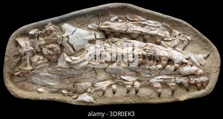 Mosasaur jaws are built for seizing and holding slippery prey, with stout conical teeth set in deep sockets and supported by thick jaw bones. Stock Photo