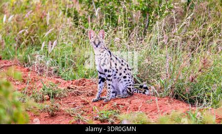 A serval sitting alert on reddish soil surrounded by tall grass in its natural savanna habitat. Stock Photo