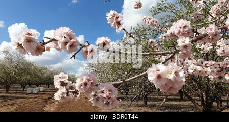View of the beautiful delicate white-pink flowers on the almond tree branch and beehives on the background in a orchard near Jerusalem, Israel Stock Photo