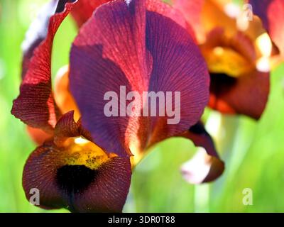 Abstract colorful iris Argaman in backlight on green blurred background Stock Photo