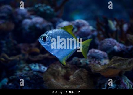 A Silver Moony fish (Monodactylus argenteus) swimming through a coral reef aquarium environment Stock Photo