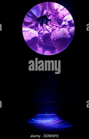 Striped Fish in Circular Underwater Projection with Abstract Light Patterns Stock Photo