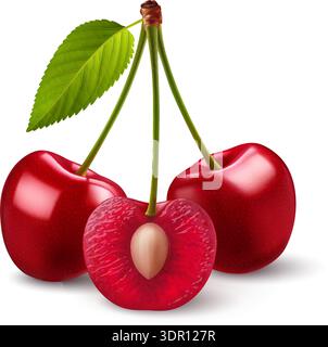 Isolated red cherries on one stem with green leaf on white background. Three sweet cherry fruits on one stem, one cut in half with a pit Stock Vector