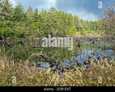 Tree stumps and the forest are reflected in the still waters of a swamp Stock Photo