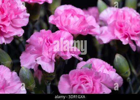 Pink carnation cluster against black backdrop, delicate ruffled petals and unopened buds captured with shallow depth, soft studio light emphasizes tex Stock Photo