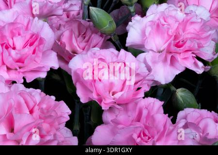 Repeating pink blossoms pattern. Nostalgic floral motif with ruffled petals. Clustered pink flowers evoke vintage wallpaper and textile designs Stock Photo