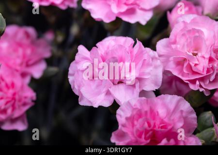 Pink carnation blooms in closeup showing layered ruffled petals against deep moody background, floristcrafted composition for greeting cards, wedding Stock Photo