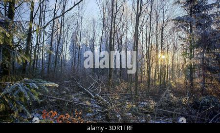 Cold day in the forest, sunlight breaks through icy branches and illuminates the snowy forest floor, winter hiking on the Rennsteig, Thuringian Forest Stock Photo