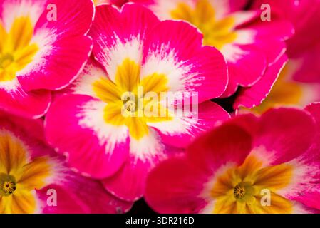 Beautiful macro of pink primrose flowers with white edges and yellow centers, known as Pioner Burgundy Flame. Stock Photo