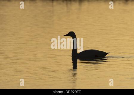 Bewick's Swan (Cygnus columbianus) adult bird on a lagoon silhouette at sunset in winter, RSPB Minsmere nature reserve, Suffolk, England, United Kingd Stock Photo