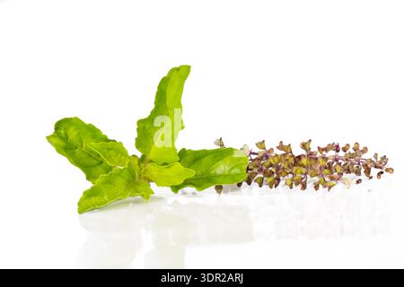 Medicinal holy basil or tulsi leaves isolated on white background. Clipping path. Stock Photo