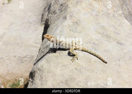 A small lizard on a rock basks in the summer sun. Stock Photo